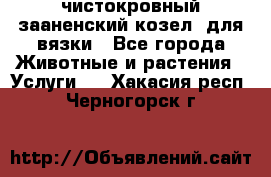 чистокровный зааненский козел  для вязки - Все города Животные и растения » Услуги   . Хакасия респ.,Черногорск г.